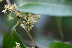 Genianthus laurifolius